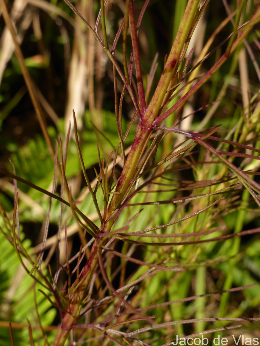 Parasopubia delphiniifolia (L.) H.-P.Hofm. & Eb.Fisch.